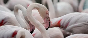 A Flamboyance of Light Pink Flamingos