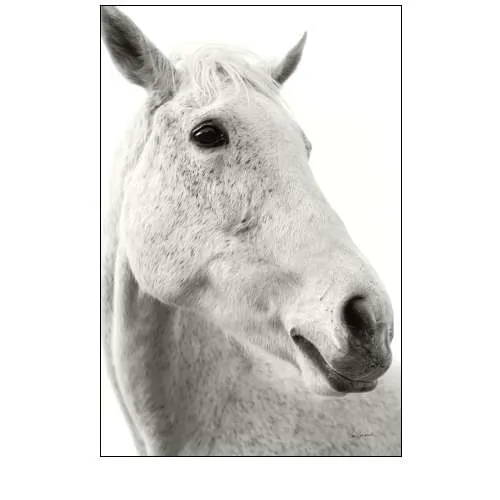 A Horse Named Lady II BW