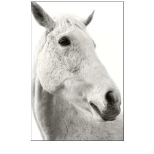 A Horse Named Lady II BW