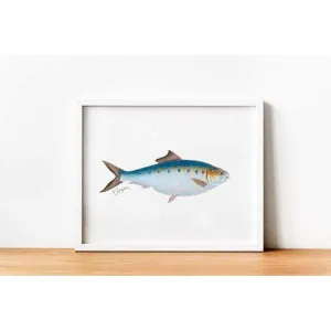 Alabama state saltwater fish | Tarpon