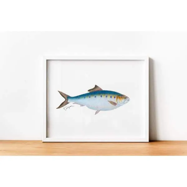 Alabama state saltwater fish | Tarpon