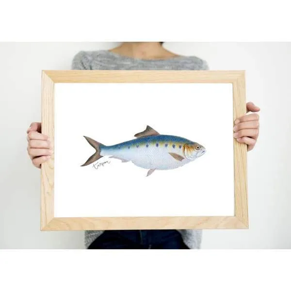 Alabama state saltwater fish | Tarpon