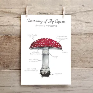 Anatomy of a Fly Agaric Mushroom - 5"x7" Art Print