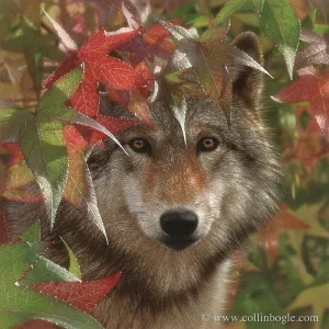 Autumn Encounter - Wolf