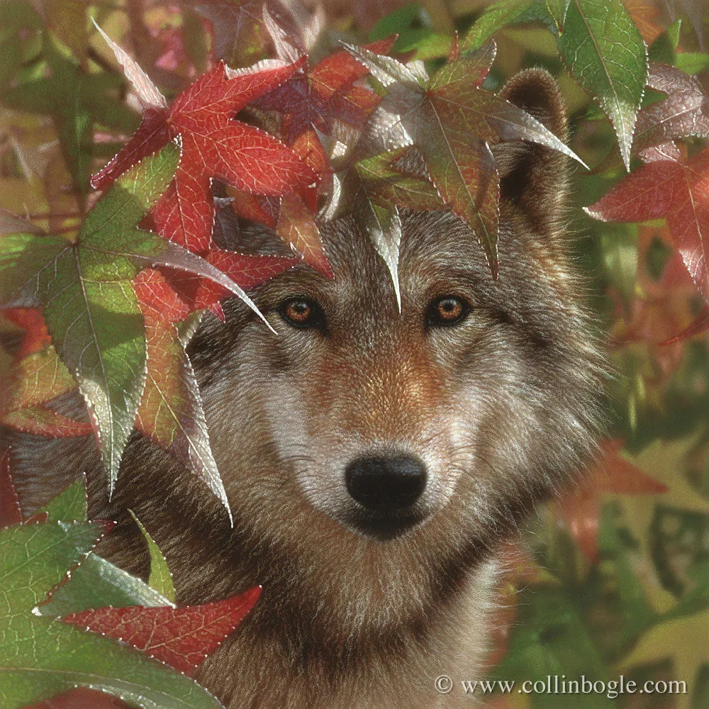 Autumn Encounter - Wolf