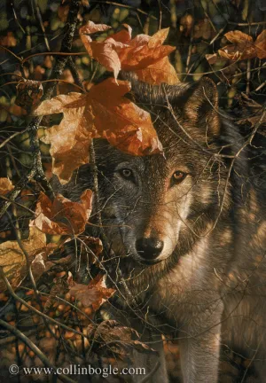 Autumn Eyes - Wolf