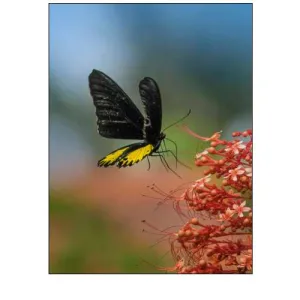 Birdwing butterfly Indonesia