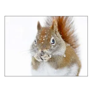 Christmas Squirrel