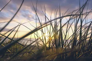 Coastal Seagrass