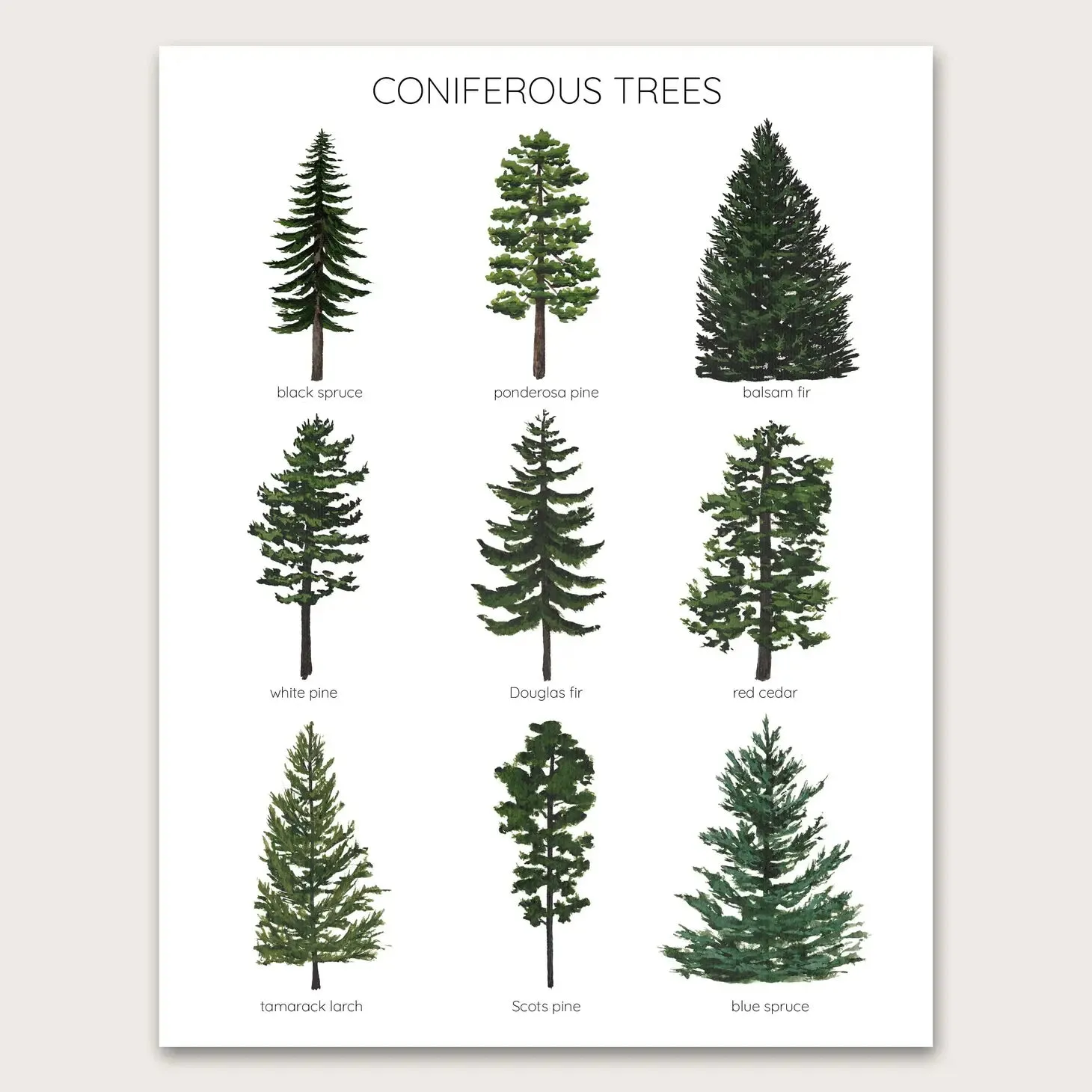 Coniferous Trees - 5"x7" Art Print