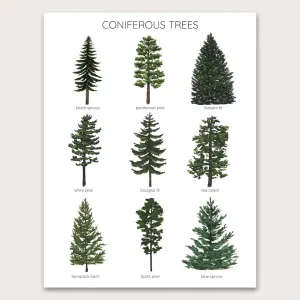 Coniferous Trees - 5"x7" Art Print