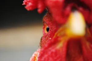 Curious Rooster