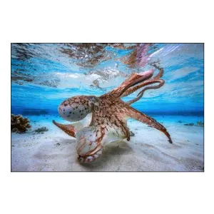 Dancing Octopus
