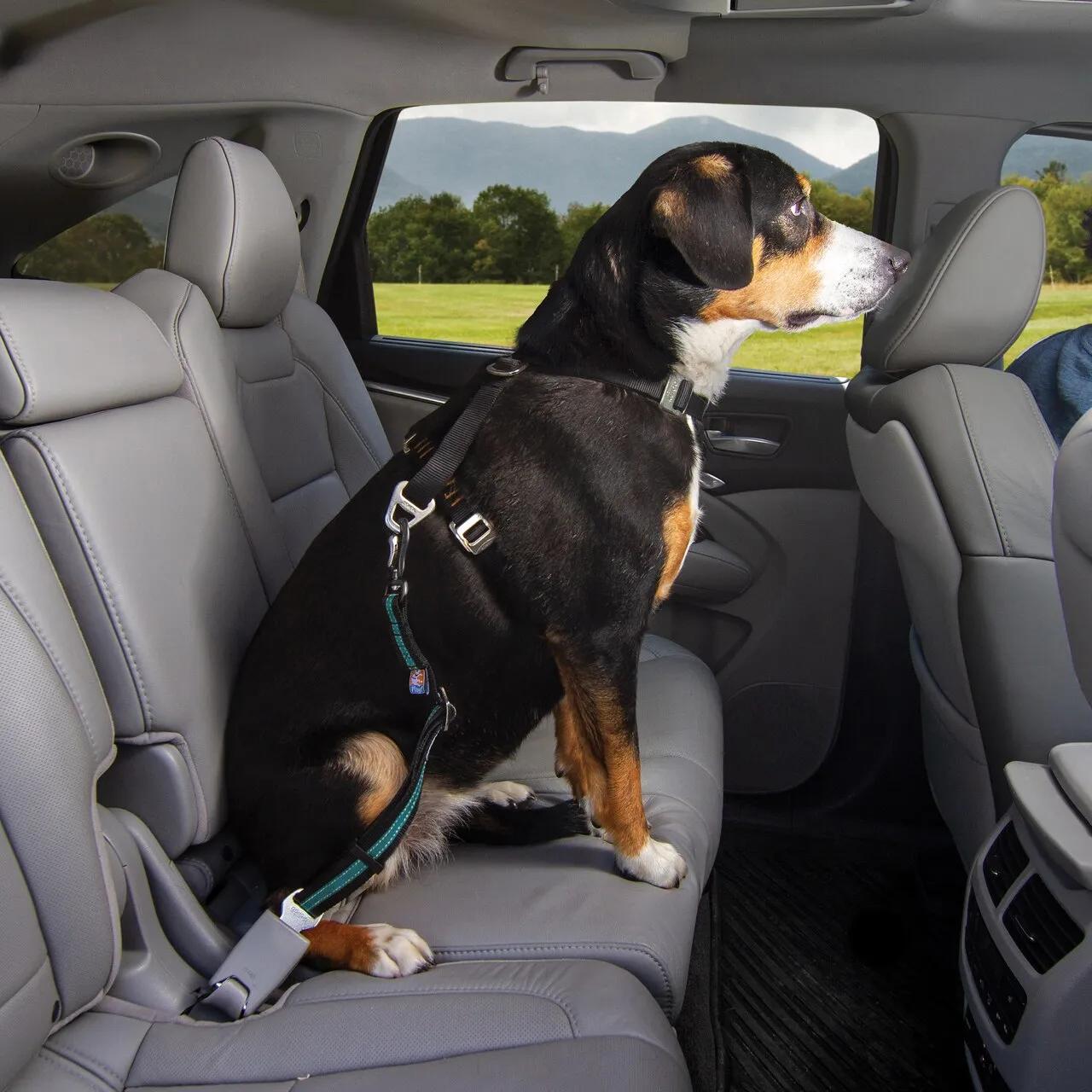 Direct to Seatbelt Swivel Tether