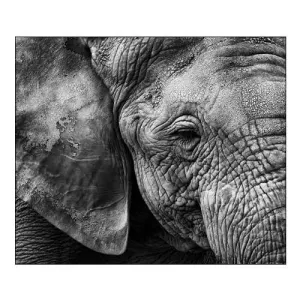 Elephant Skin