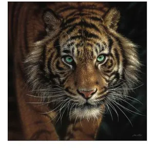 Eye of the Tiger - Square