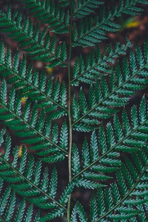 Fern Close Up