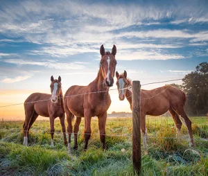 Foals Grazing