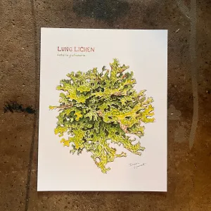 Lung Lichen - Rosalie Haizlett