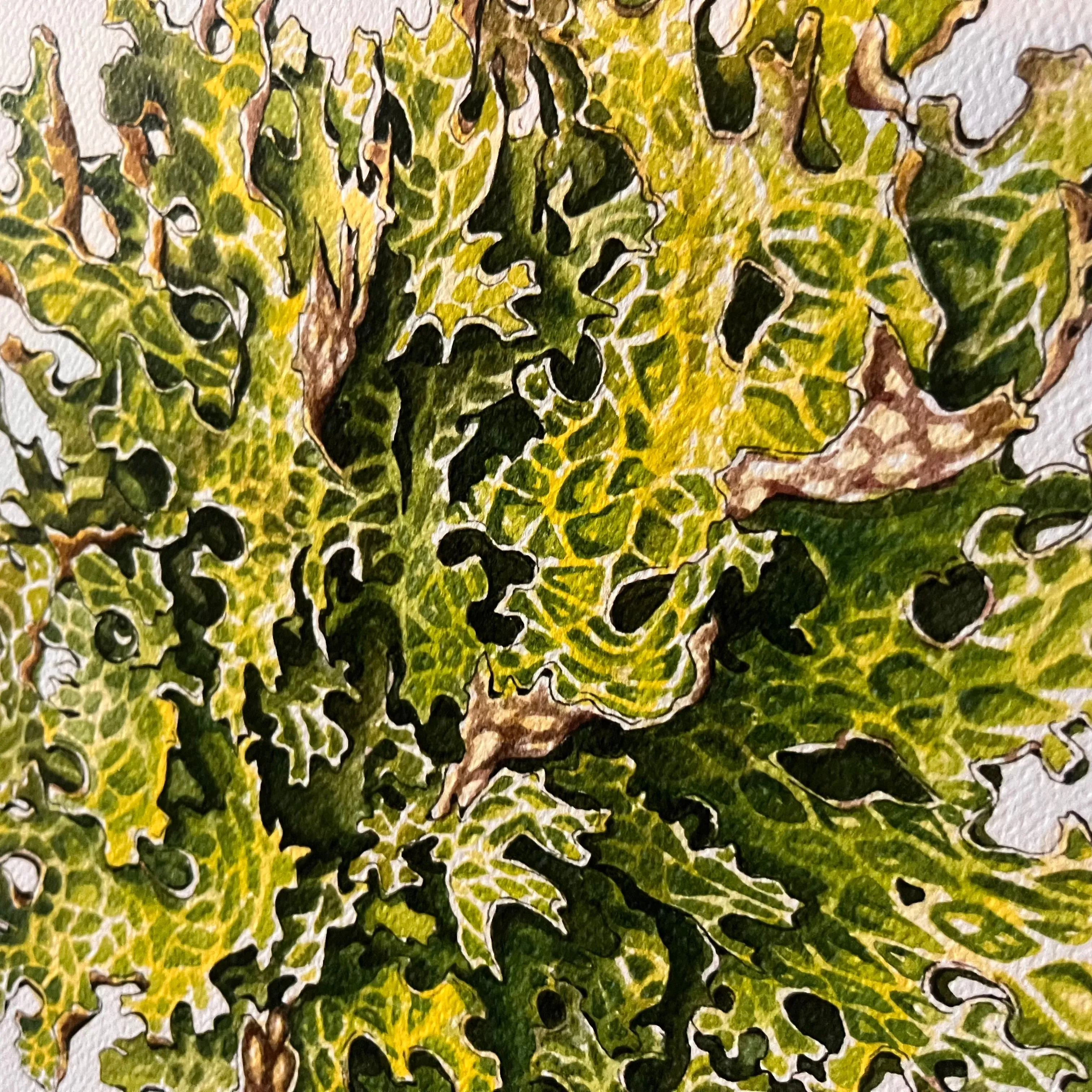 Lung Lichen - Rosalie Haizlett