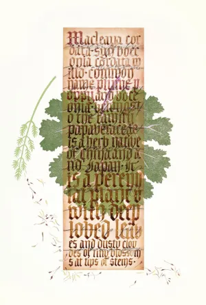 Macleaya Cordata by Rebecca Wild