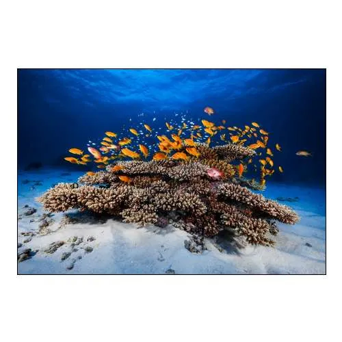 Marine Life