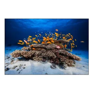 Marine Life