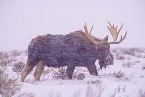 Moose in the Snow