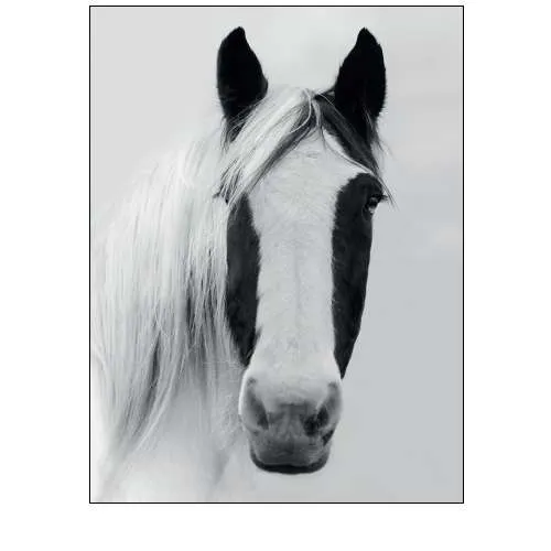 Nordic Horse I