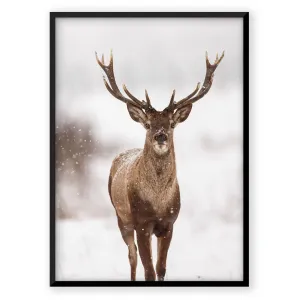 Northern Deer