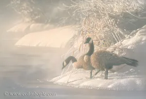 Northern Exposure - Canadian Geese
