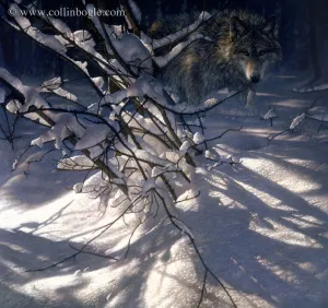 Out of the Darkness - Wolf