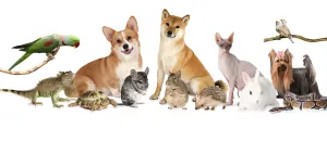 Pet Reiki   Animal Communication
