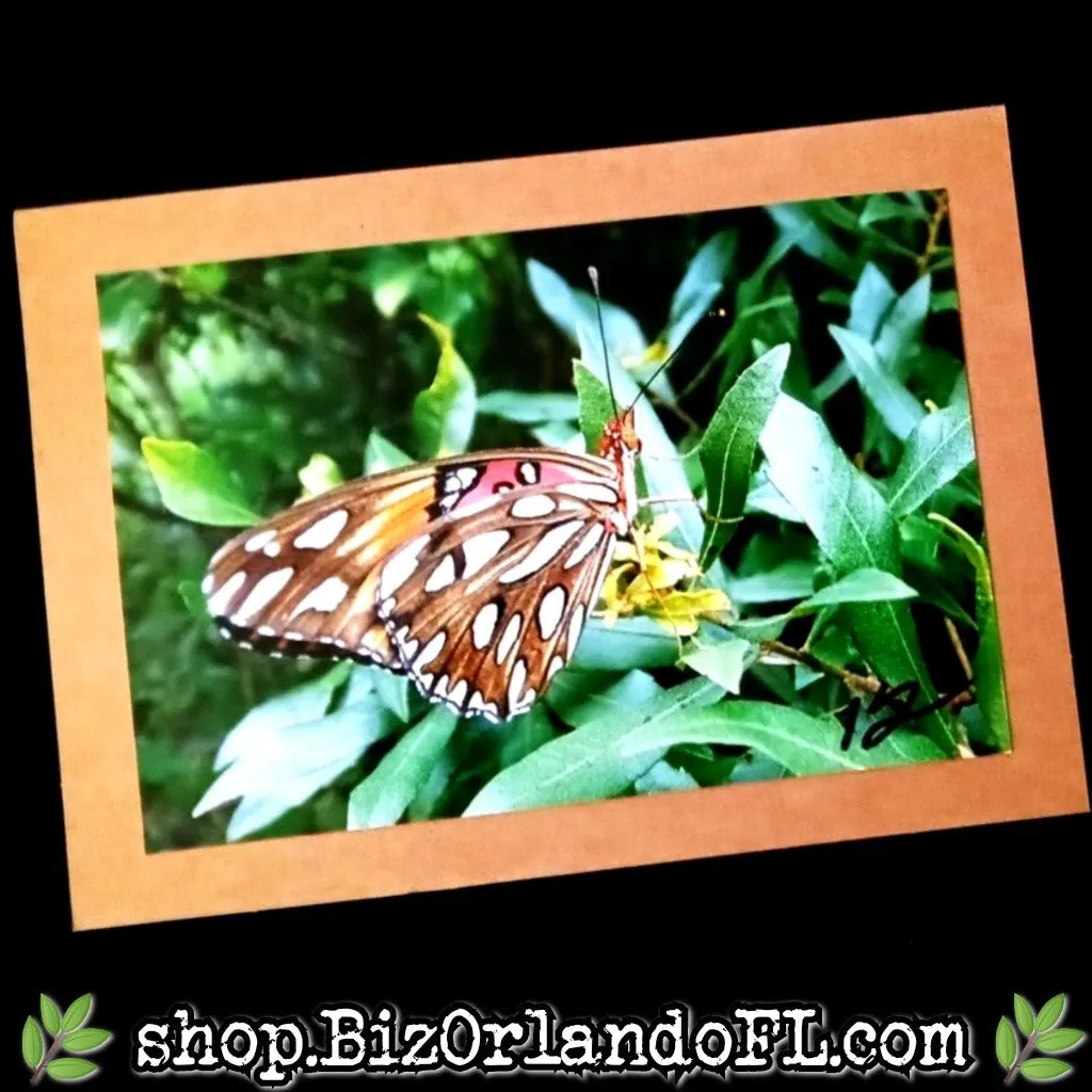 PHOTO CARDS: Limited Edition Orlando Photo Cards by Kathryn McHenry