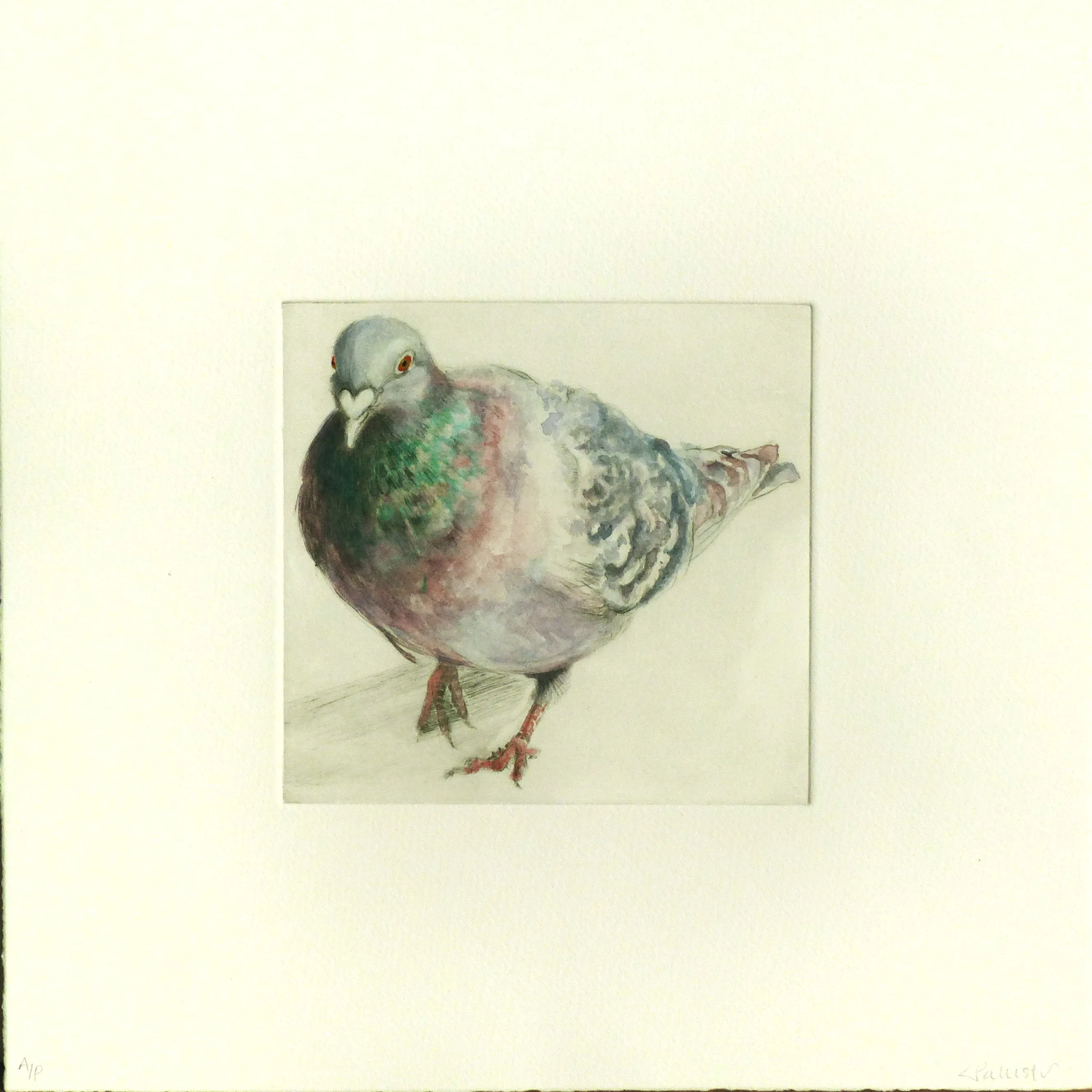 Pigeon