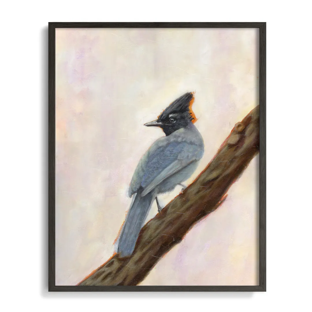 "Harbinger" Steller's Jay Art Print