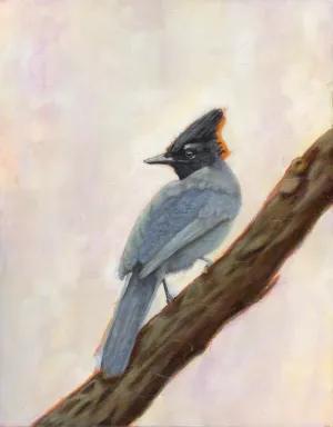 "Harbinger" Steller's Jay Art Print