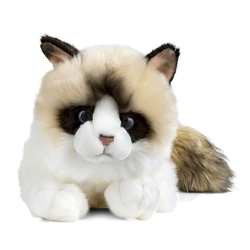 Ragdoll Cat