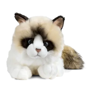Ragdoll Cat