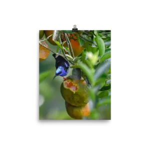 Red-legged Honeycreeper - print