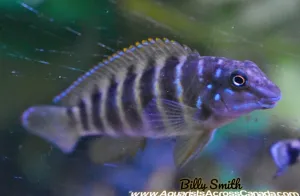 RED TANGANYIKAN GOBY (Eretmodus cyanostictus kipili* F1