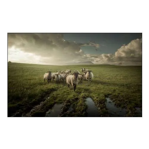 Sheep