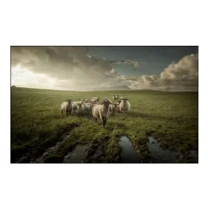 Sheep