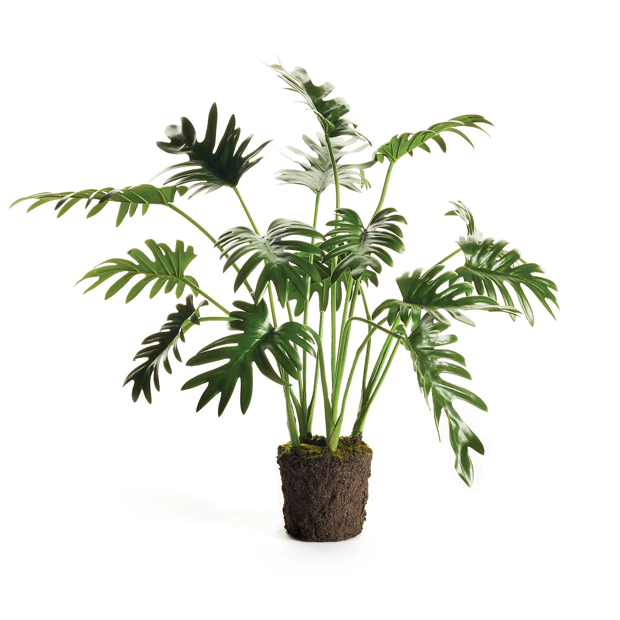 Split Leaf Selloum Drop In 22.5"