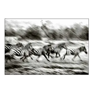 Stampeding Zebra