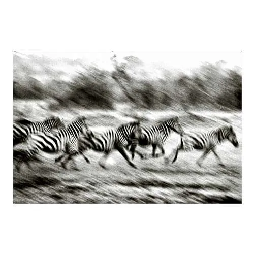 Stampeding Zebra