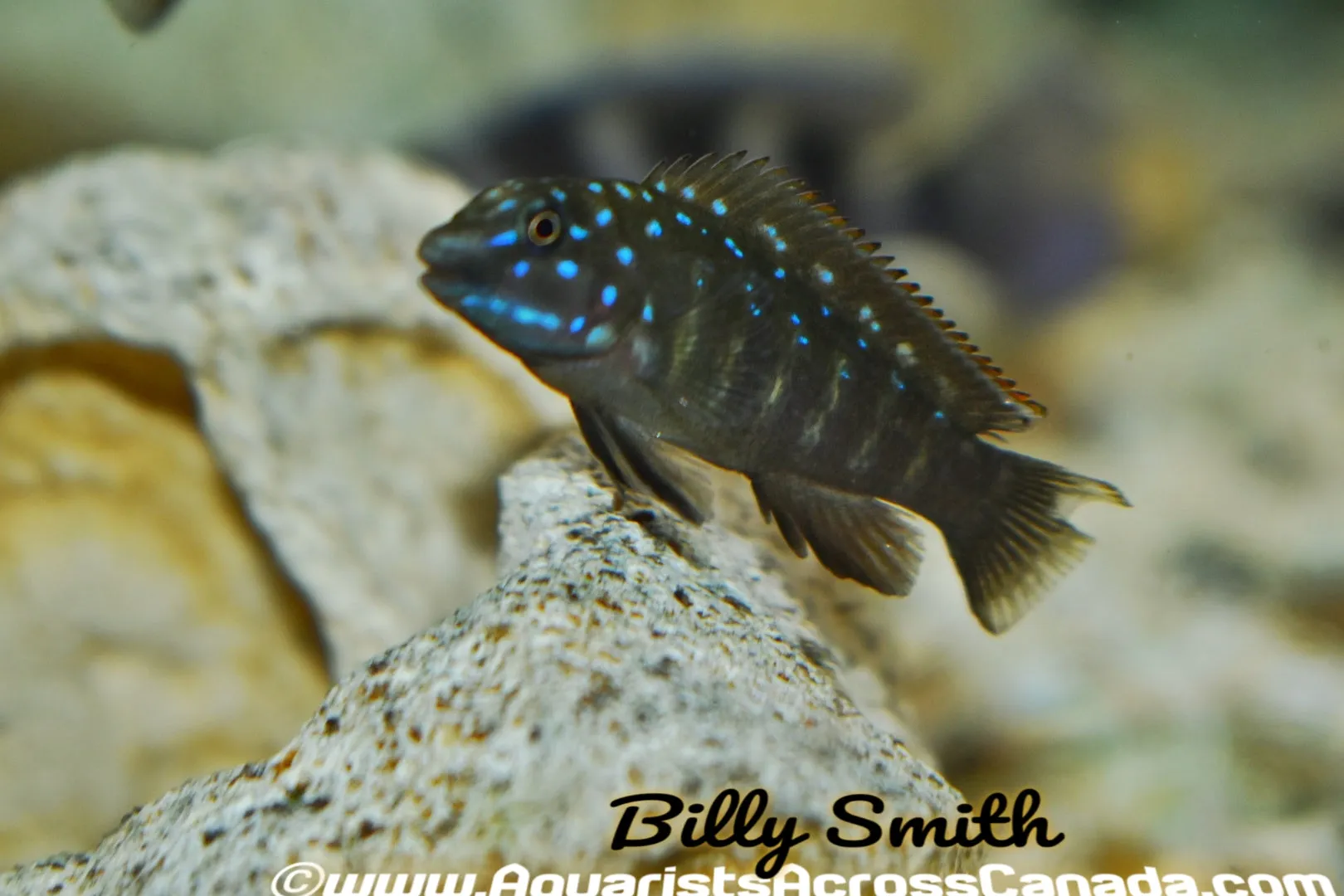 TANGANYIKAN GOBY (Eretmodus cyanostictus Congo* F1 2403