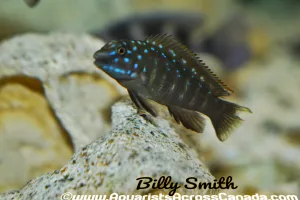 TANGANYIKAN GOBY (Eretmodus cyanostictus Congo* F1 2403