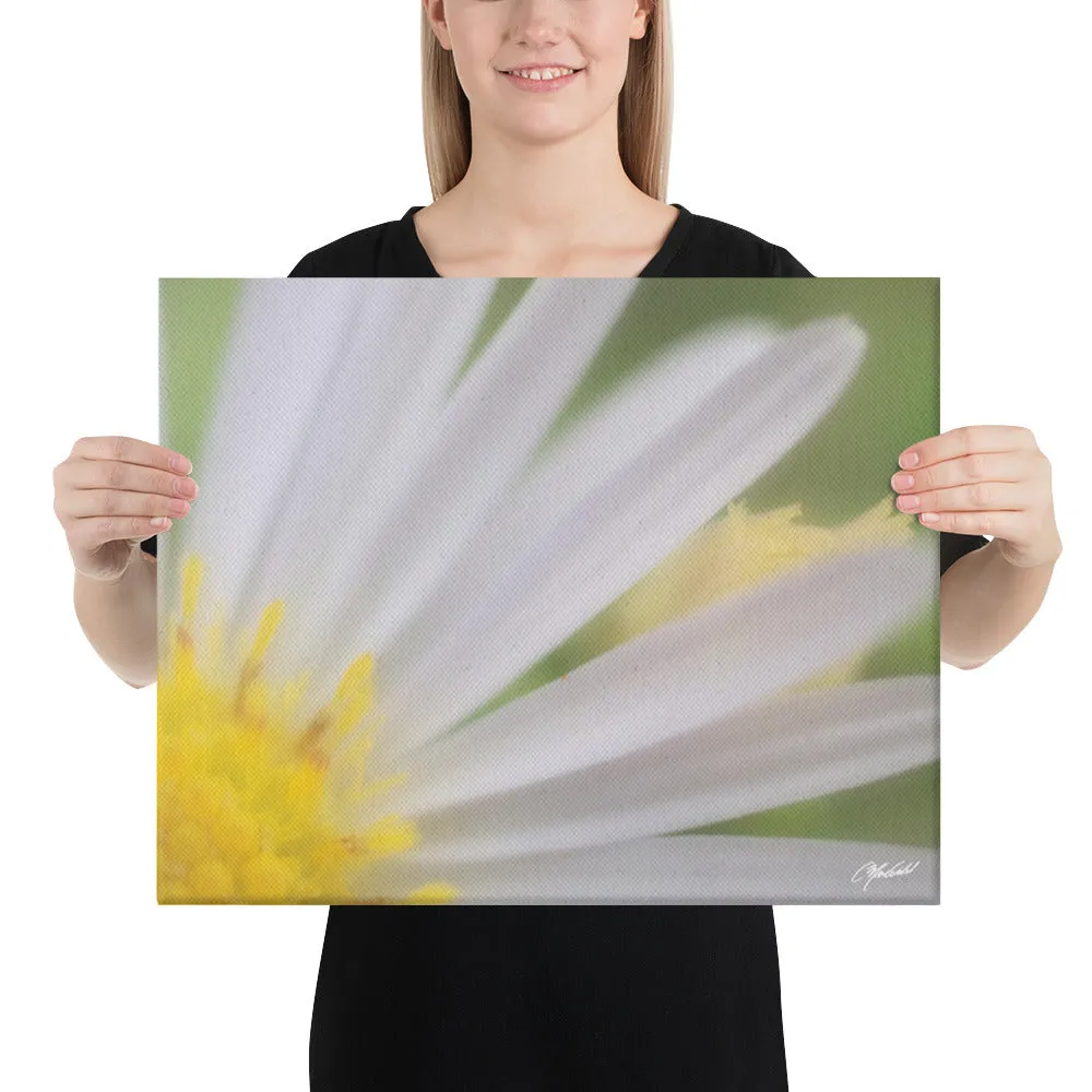 The Daisy Dream Canvas (1/2)