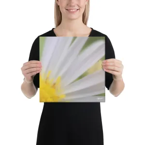The Daisy Dream Canvas (1/2)